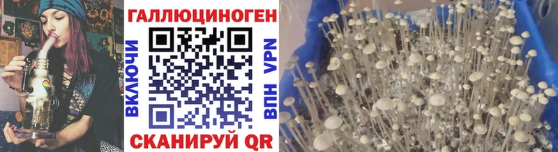 Псилоцибиновые грибы Psilocybine cubensis  купить закладку  Курлово 